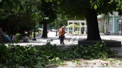 Клони разчистваха в парка на Видин днес