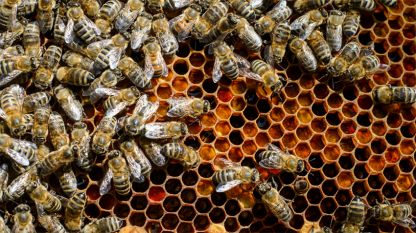 Учени са открили че медоносните пчели използват социално дистанциране за
