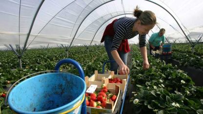 Сезонни работници берат ягоди.