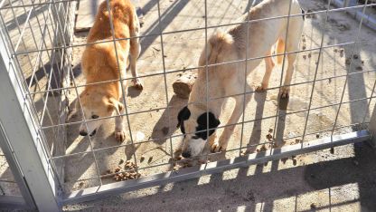 Състоянието на Общинския приют за безстопанствени животни в Добрич е