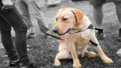 Кучетата-водачи се обучават 2 години преди да станат първи помощници на незрящите хора