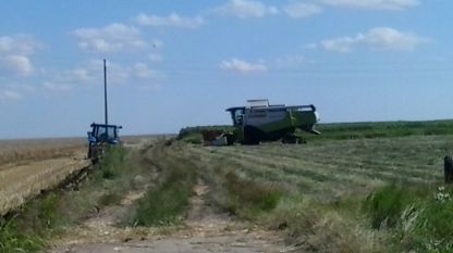Ruse bölgesinde buğday hasat zamanı.