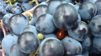 Повече и по-качествено грозде берем тази година