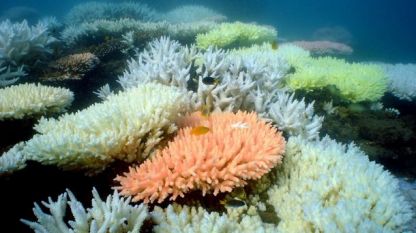 Комитет на ЮНЕСКО препоръча Големият бариерен риф да бъде добавен