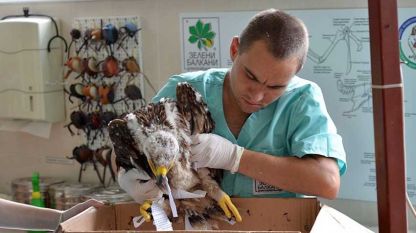 В Клиниката към Спасителния център за диви животни “Зелени Балкани” пристига поредният “пациент” – малък, паднал от гнездото, царски орел.