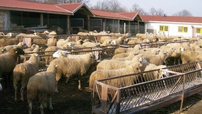Ще популяризират в Европа българските продукти от овче месо и мляко