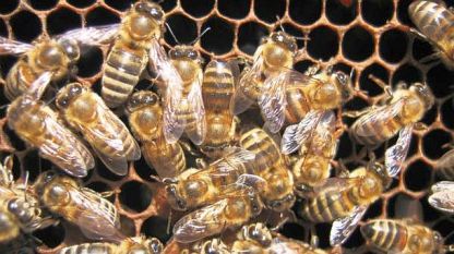 Спират употребата на пестицид заради висока смъртност при пчелите