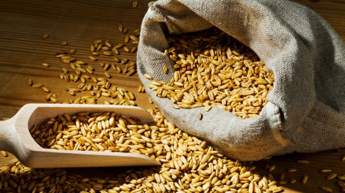 Зърнопроизводители от страната алармират, че държавата налага неофициална забрана върху