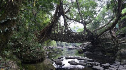Забележителен природен мост, направен чрез усукване на корените на гигантско каучуково дърво.