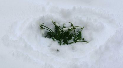 Някои култури са видели нежното пролетно кокиче като снежна капчица, други – като нещо, скрито под снега, трети – пробиващо снега.