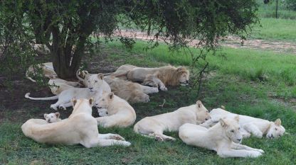 Прайд бели лъвове в Лайънс парк