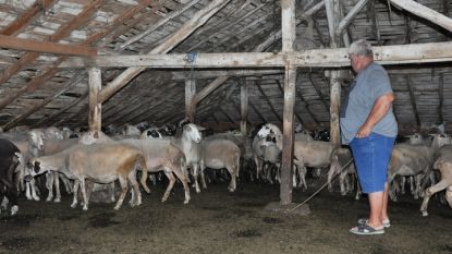 Стотици овце и кози бяха умъртвени заради епидемията