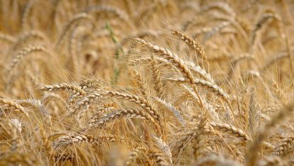 Много добро е състоянието на над 50 на сто от зърнените култури в Ямболска област, но през тази година добивите ще са по-ниски.
