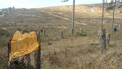 Ромска дървена мафия изсича горите в местността "Карасиврия"