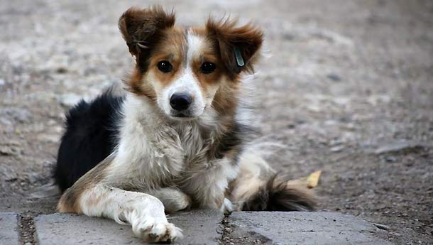 Gepensioneerd Verwarren Proportioneel В Каварна започва кампания за осиновяване на безстопанствени кучета срещу 100  лв на година - Новини