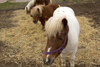 Съгласно изискванията на Закона за ветеринарно медицинската дейност всички обекти в които