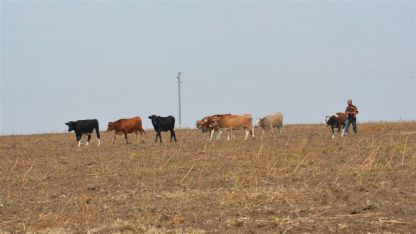 Само за година във Видинско са ликвидирани 3 млечни ферми