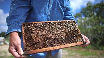 За държавно подпомагане настояват пчеларите