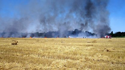 Изгоряха над 1500 дка пшеница в землището на с. Опан