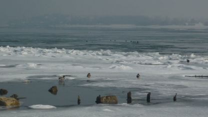 Ято патици по ледения бряг на Дунав радва видинчани.