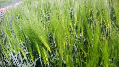 Състоянието на пшеницата в Добруджа към момента е добро, но