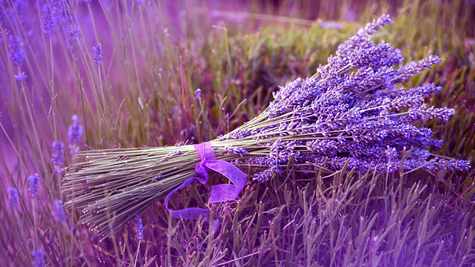 Ароматна лавандула оцвети Добруджа в лилаво - Интервю
