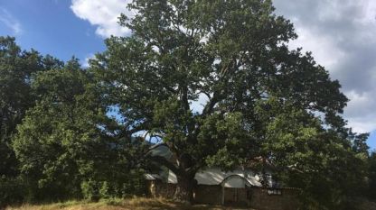 Награденото дърво в село Насалевци