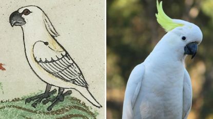 Изображение на какаду в европейски ръкопис от XIII век и снимка на истинската птица