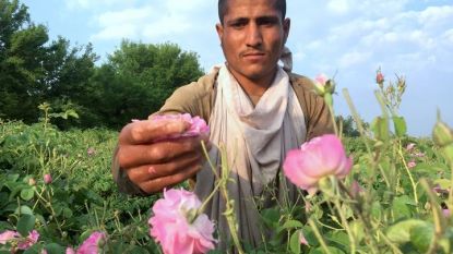 Фермери в Нангархар намериха в гледането на рози алтернатива на опиумния мак. 