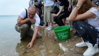 Експерти от WWF зарибяват Дунав с чига