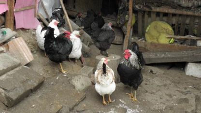 Забрана на търговията и транспортирането на птици наложиха от Агенция