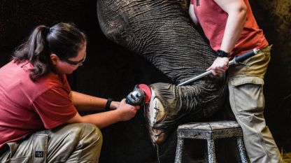 Педикюрът на слоновете в пражкия зоопарк трае часове и включва множество инструменти, включително флекс 