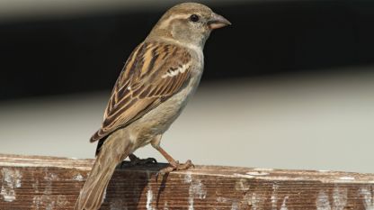 Домашно врабче (Passer domesticus)