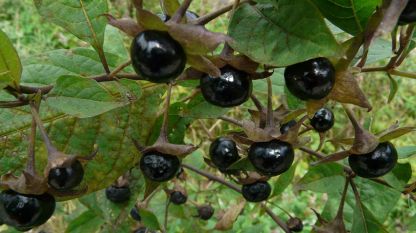 Лудо биле (Atropa belladonna)