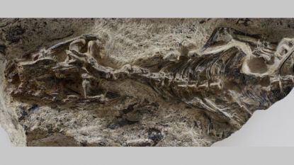 Фосилът, чието изследване показало, че е от животински вид, прародител на всички гущери и змии.