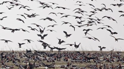 Почти цялата световна популация на червеногушата гъска зимува в Крайбрежна Добруджа – това показват резултатите от среднозимното преброяване на водолюбивите птици в България.