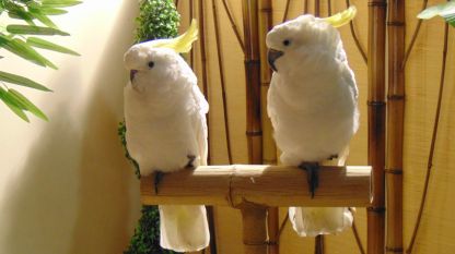 Папагалите Какаду са едни от най-често предпочитаните за крилат любимец вкъщи.