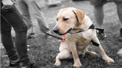 Кучетата-водачи се обучават 2 години преди да станат първи помощници на незрящите хора