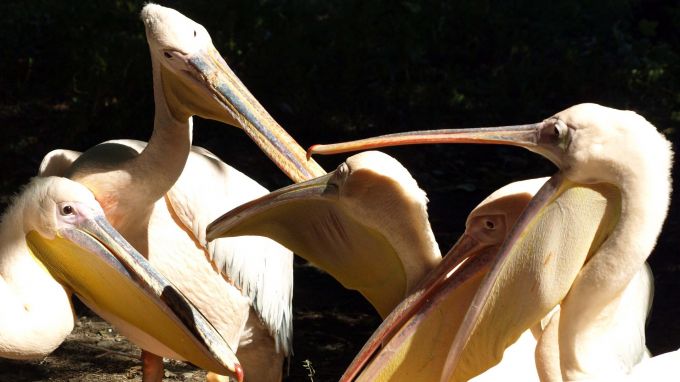 Няколко двойки от къдроглавите пеликани в резервата Сребърна“, край Силистра,