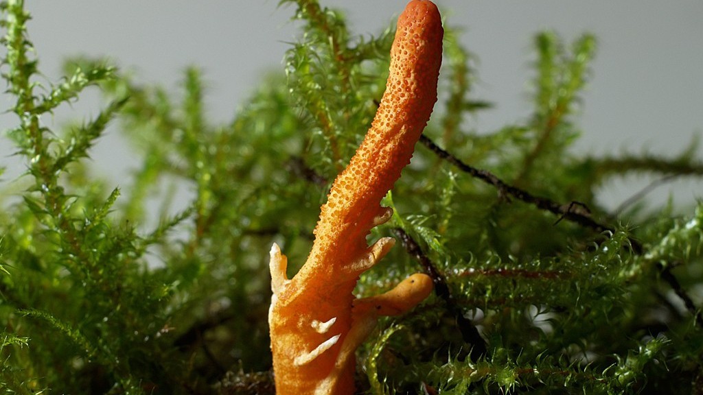 Паразитната гъба Cordyceps militaris