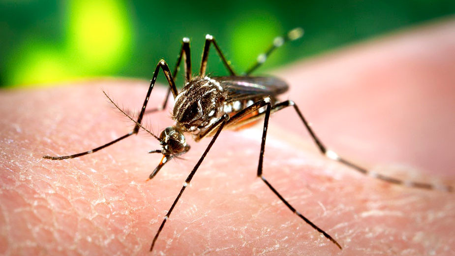 Врагът на моя враг: За Денга треската предавана от комари