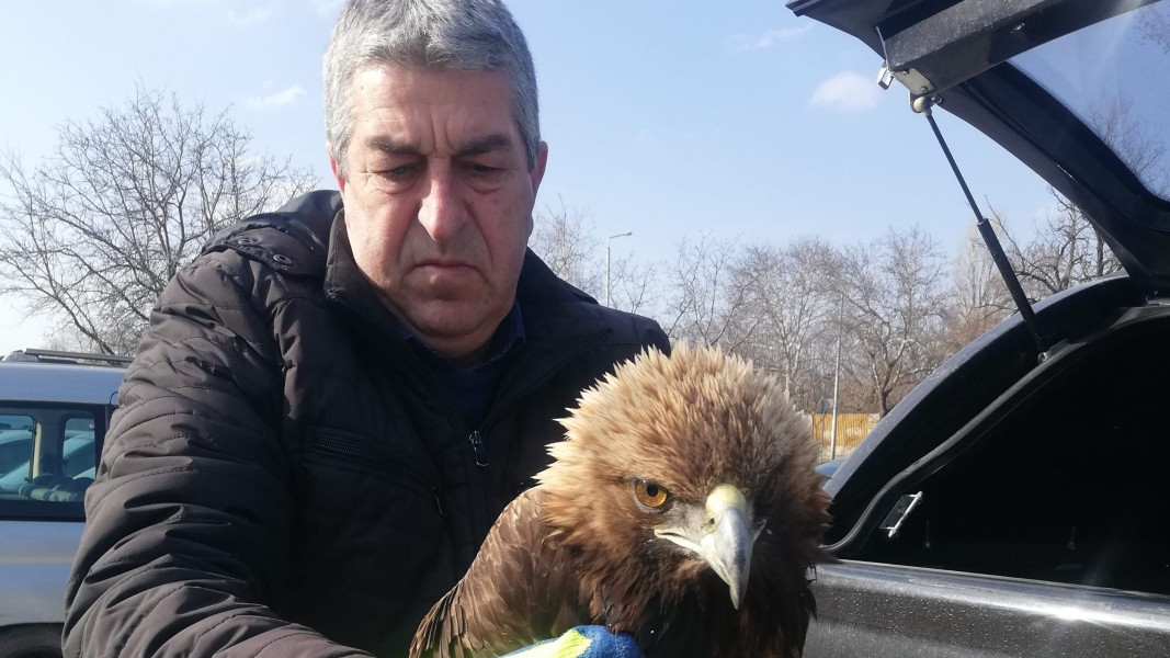 Rescatada un águila real en la región de Plovdiv - NOTICIAS