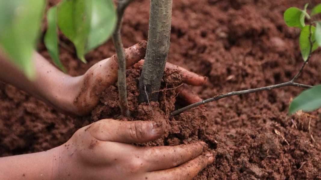 Arranca la iniciativa Plantar un Árbol - NOTICIAS