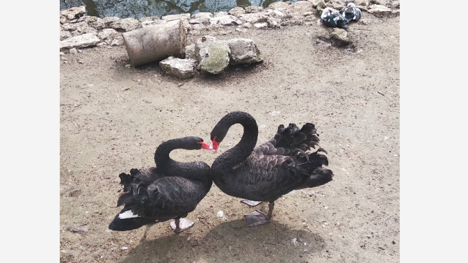 Черните лебеди Антонио и Вероника в зоокът-Варна