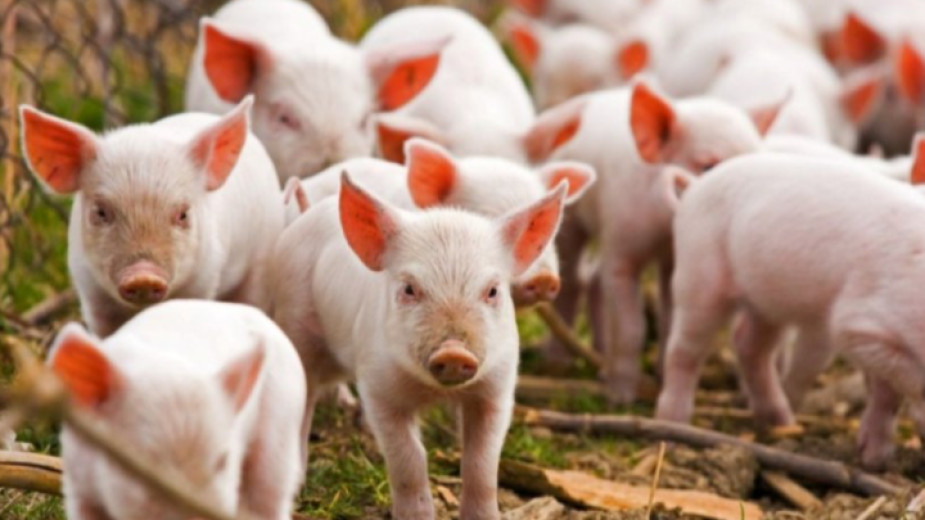 Всички прасета в село Красново ще бъдат умъртвени по хуманен