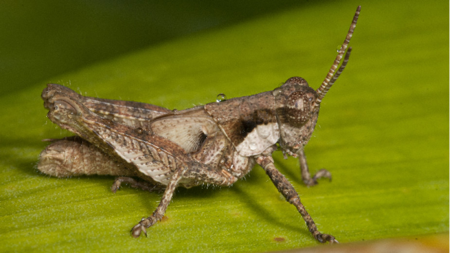 Близо 300 хил. декара, засети с различни есенни и пролетни