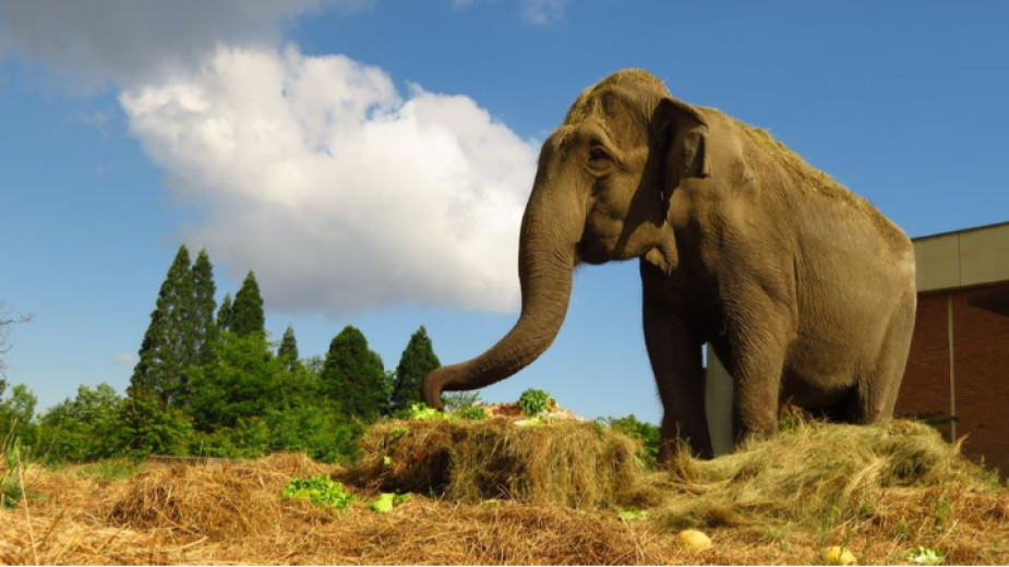 Най-възрастното животно в Софийския зоопарк индийската слоница Артайда е починала