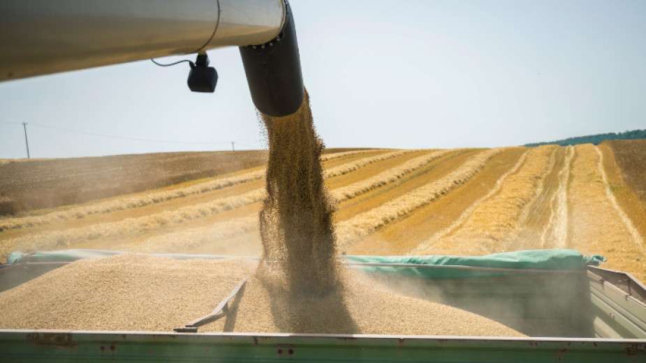 С 55 процента са по-високи средните добиви от пшеница спрямо