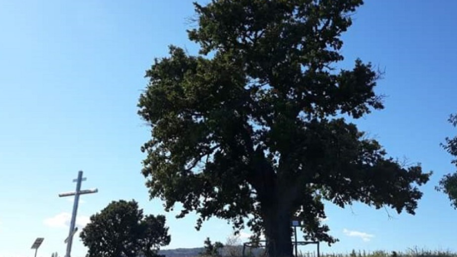 Дядо-Кольовото дърво в село Студена, община Свиленград, спечели титлата Дърво