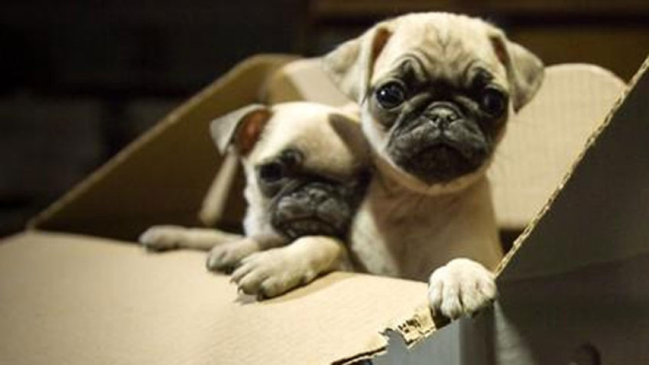 Незаконната онлайн търговия с кученца трябва да спре. Много хора